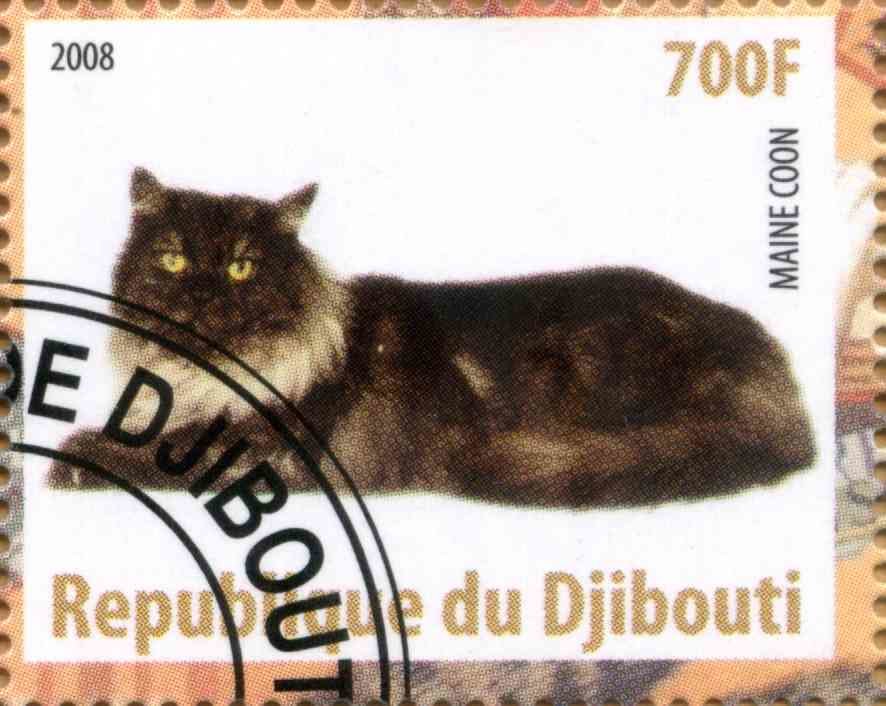 Maine Coon