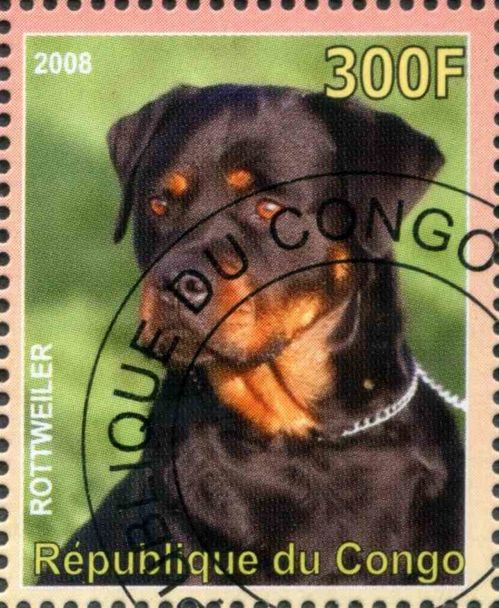 Rottweiler
