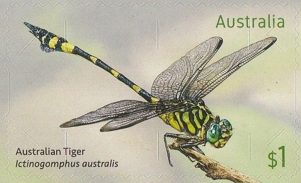 Australian Tiger, Ictinogomphus australis
