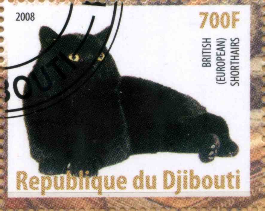 British (European) Shorthairs
