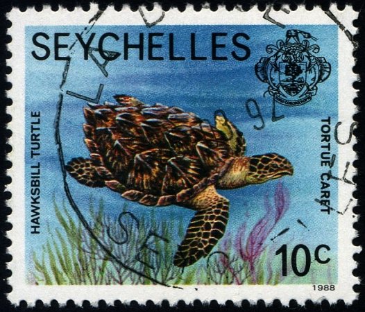 Hawksbill Turtle (Eretmochelys imbricata)
