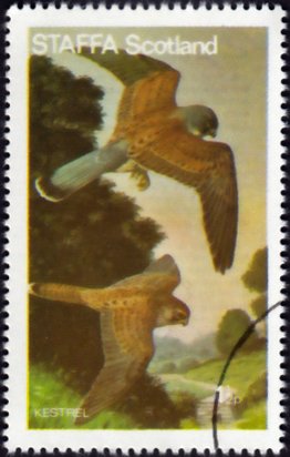 Birds of Prey - Kestrel