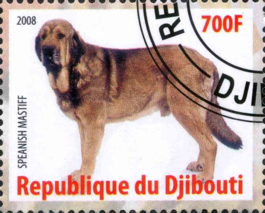 Speanish Mastiff