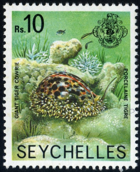 Giant Tiger Cowrie