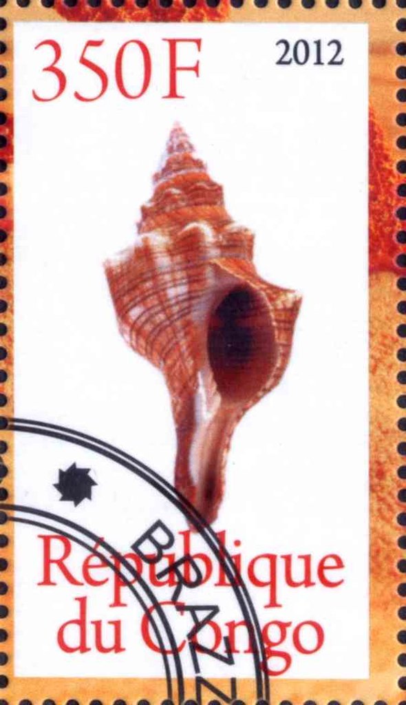 Shell