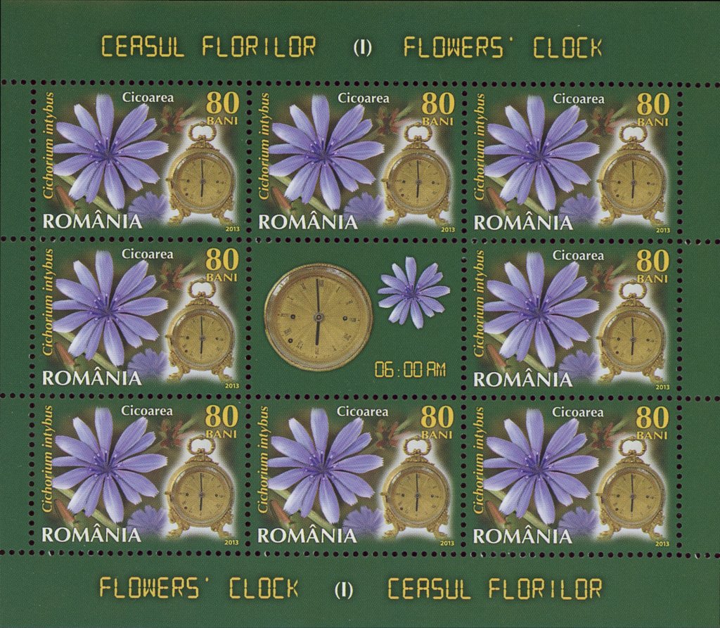 Common Chicory (Cichorium inthybus) MS