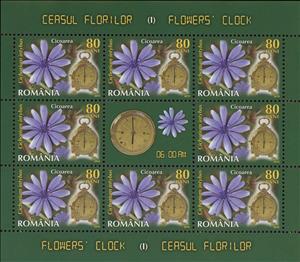 Mini Sheet, Common Chicory (Cichorium inthybus) MS, Romania,  , Clocks, Flowers, Plants (Flora)