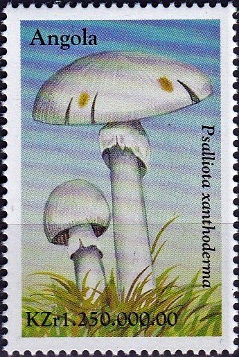 Psalliota xanthoderma