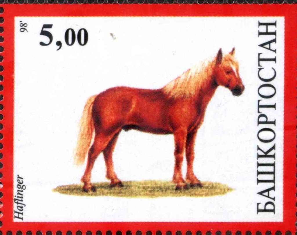 Haflinger