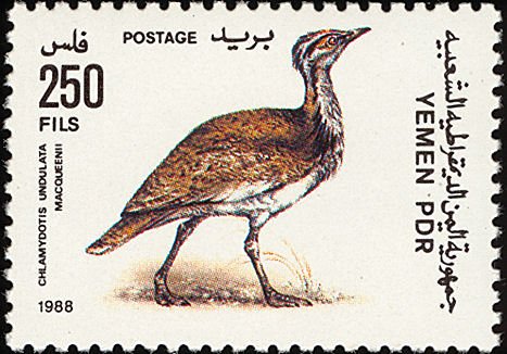 Macqueen's Bustard    (Chlamydotis macqueenii)