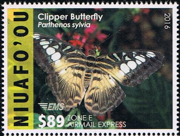 Clipper Butterfly (Parthenos sylvia)