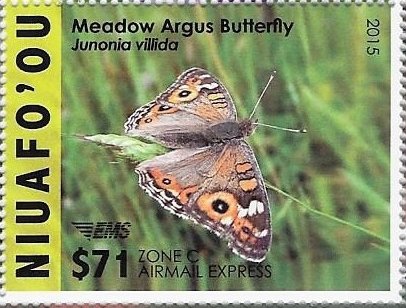 Meadow Argus Butterfly (Junonia villida)