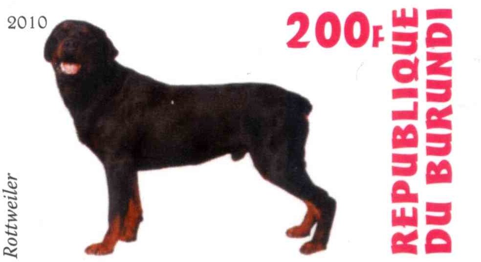 Rottweiler