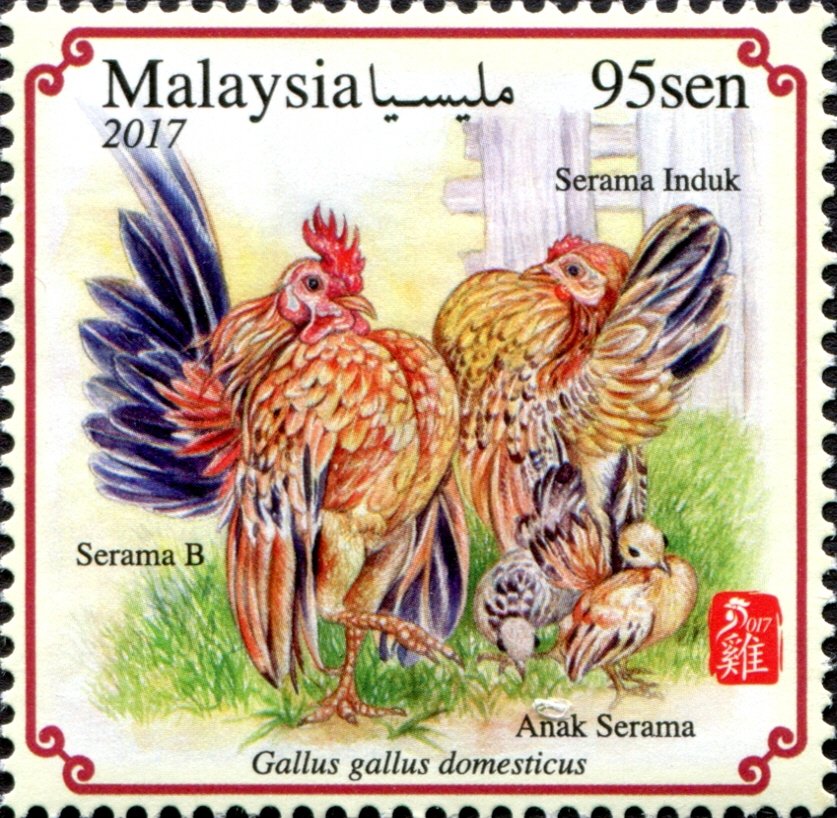Serama Bantam (Gallus gallus domesticus)