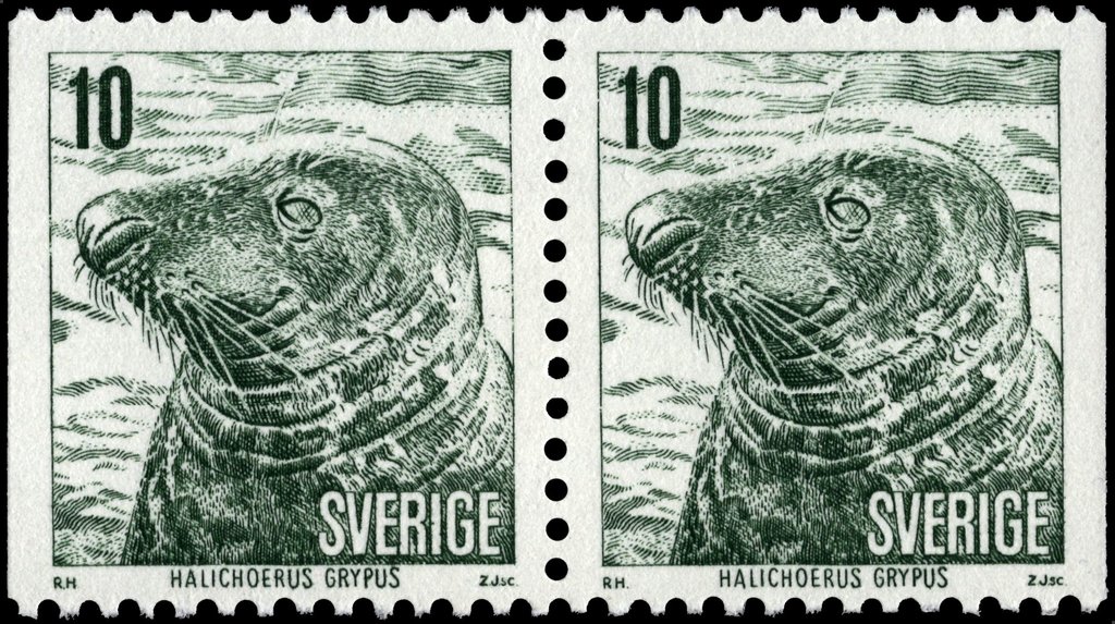 Gray seal