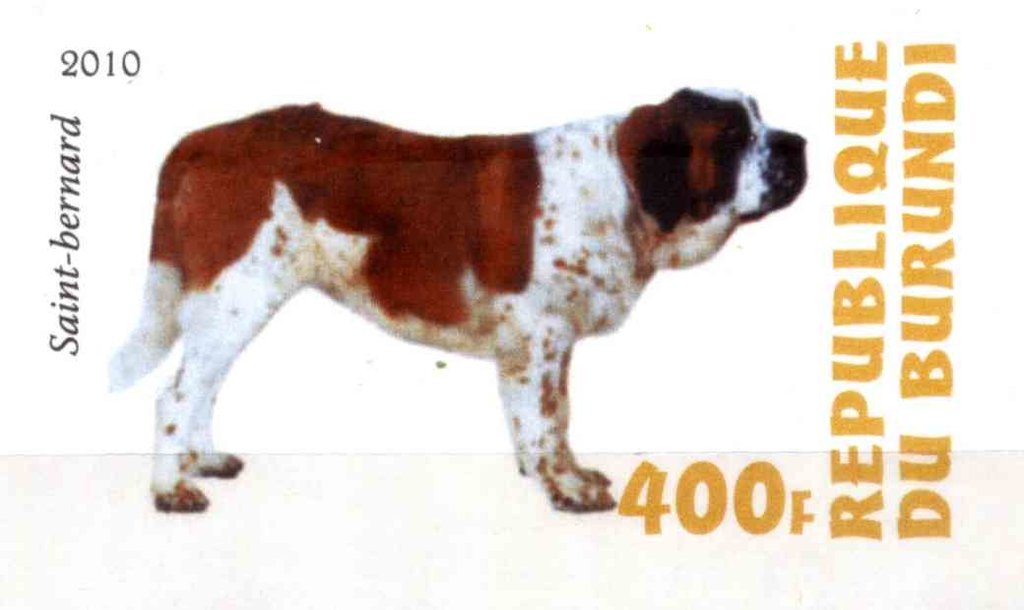 Saint-bernard