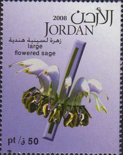Large flowered sage