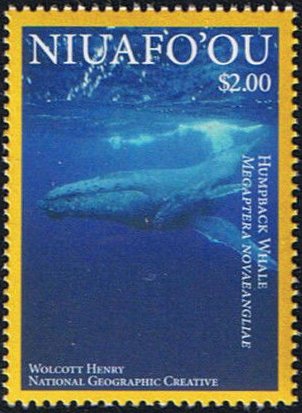 Humpback Whale (Megaptera noveangliae)