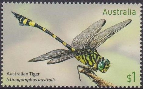 Australian Tiger, Ictinogomphus australis