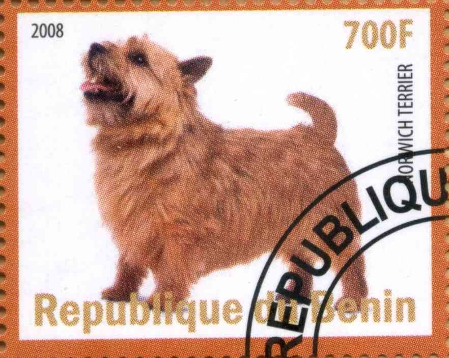 Norwish Terrier