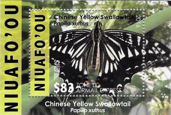 Chinese Yellow Swallowtail (Papilio xuthus)