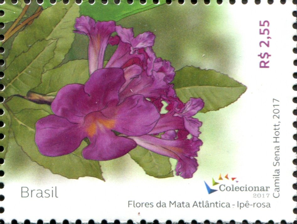 Ipê Rosa