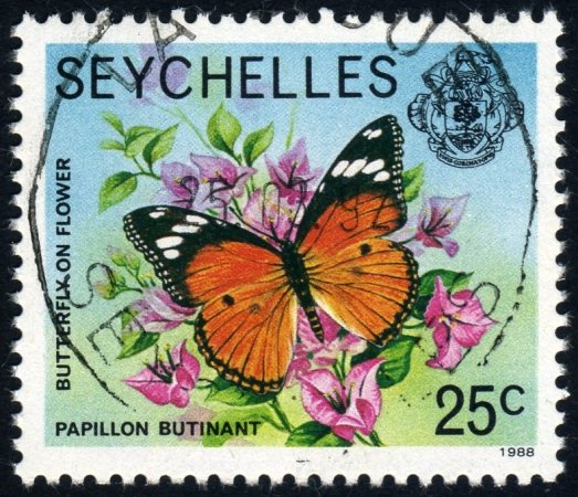 Butterfly
