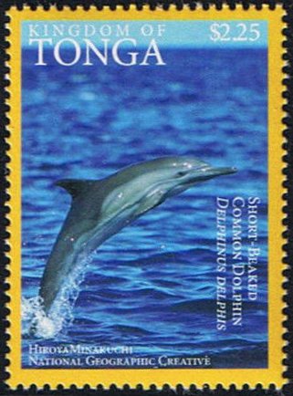 Short-beaked Common Dolphin (Delphinus delphis)