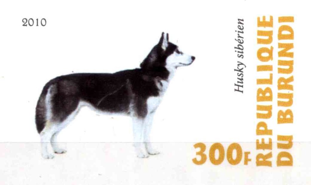 Husky syberien