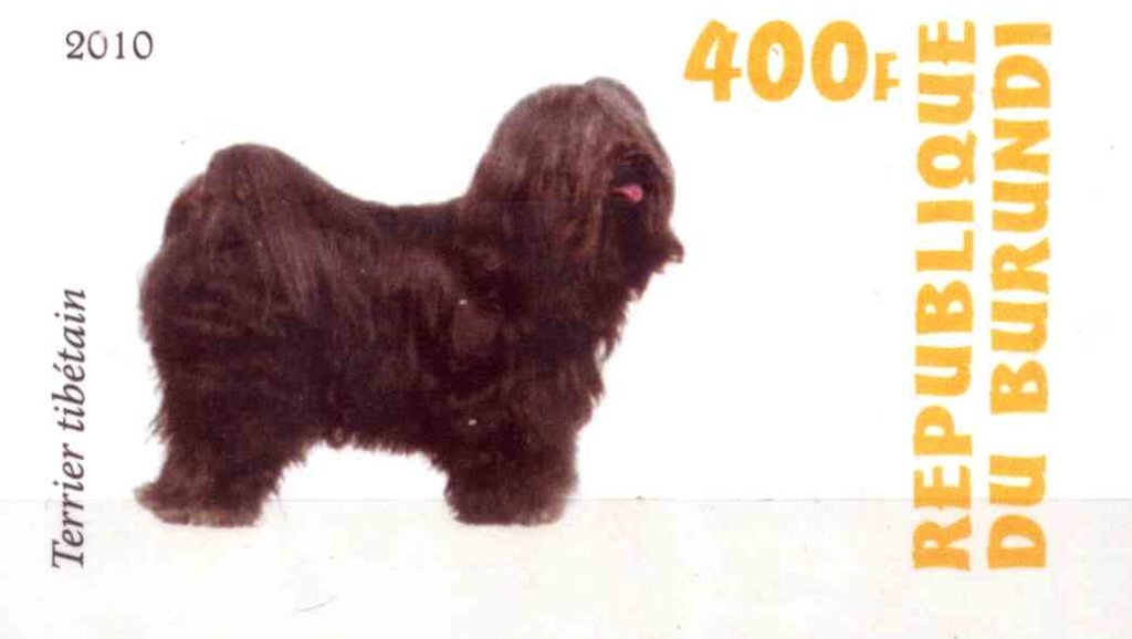 Terrier tibetain