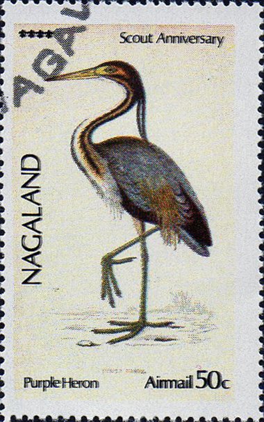 Purple Heron (Ardea purpurea)