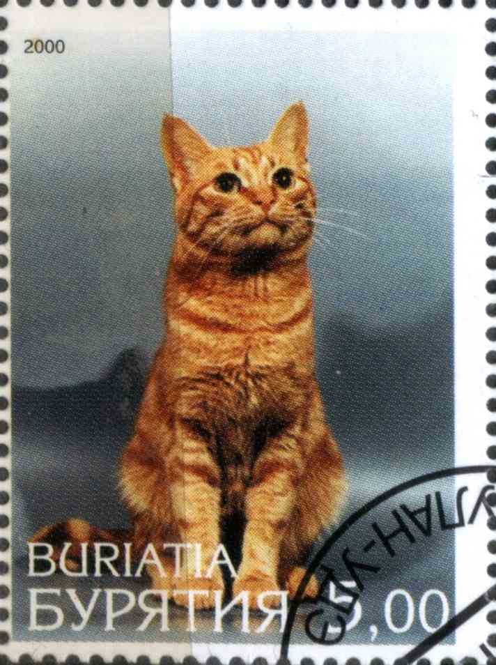 Cat