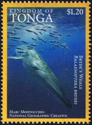 Bryde's Whale (Balaenoptera brydei)