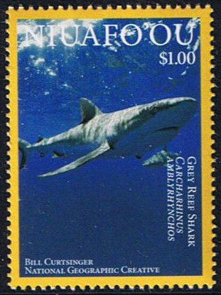 Grey Reef Shark (Carcharhinus amblyrhinchos)