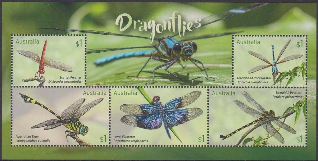 Dragonflies