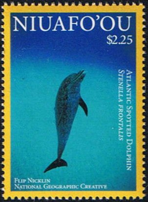 Atlantic Spotted Dolphin (Stenella frontalis)