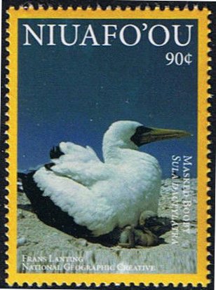 Masked Booby (Sula dactylatra)