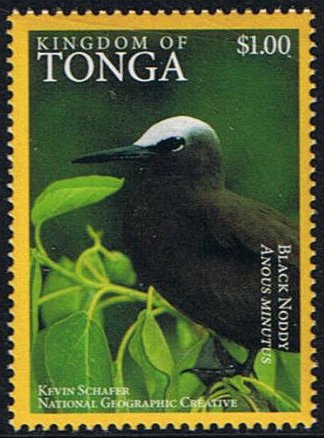 Black Noddy (Anous minutus)