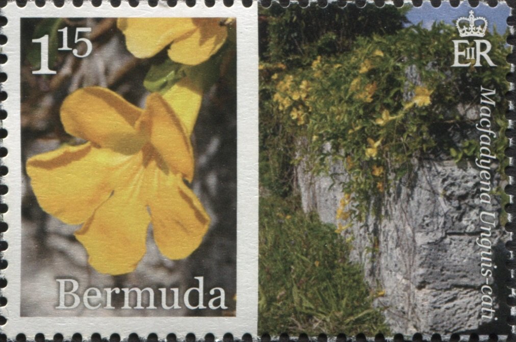 Macfadyena unguis-cati