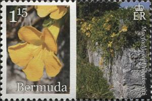 Stamp, Macfadyena unguis-cati, Bermuda,  , Plants (Flora)