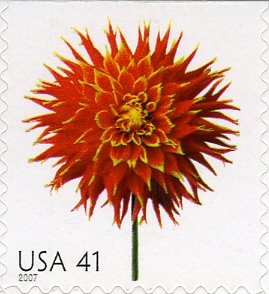 Dahlia