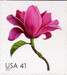 Magnolia