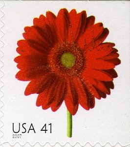 Red Gerbera Daisy