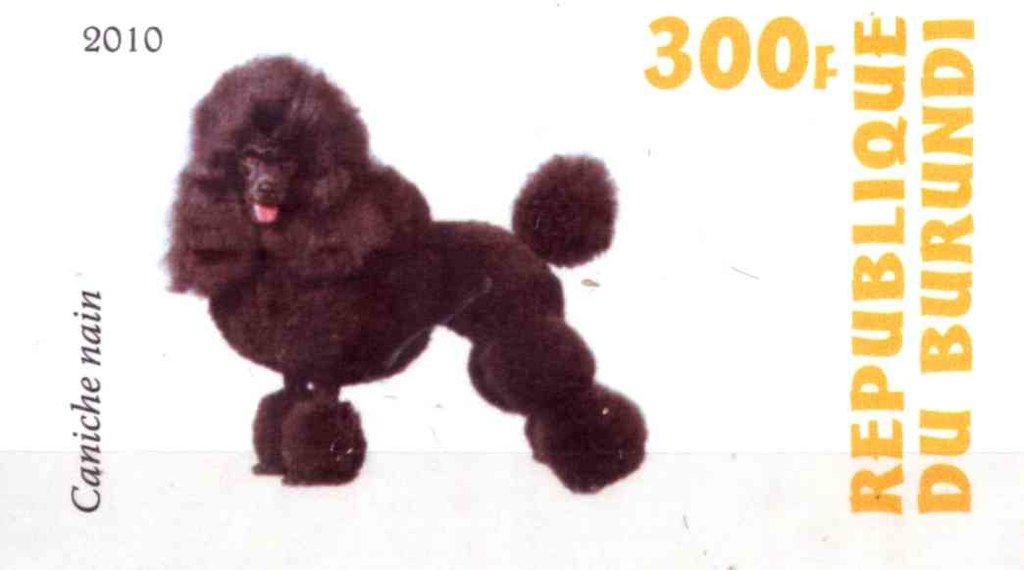 Caniche nain