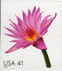 Water Lily