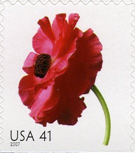Poppy