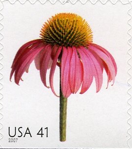 Coneflower
