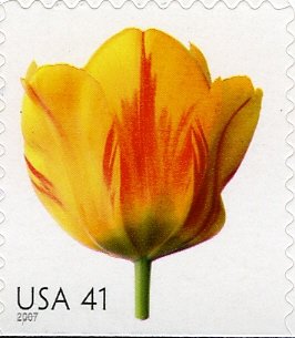 Tulip