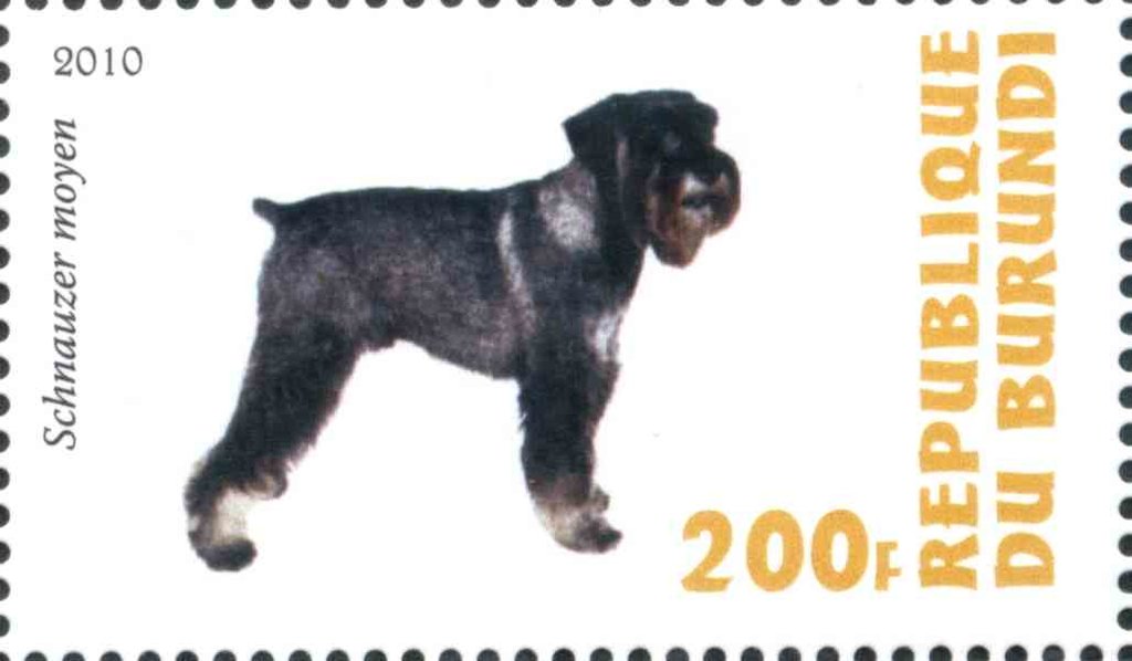 Schnauzer moyen