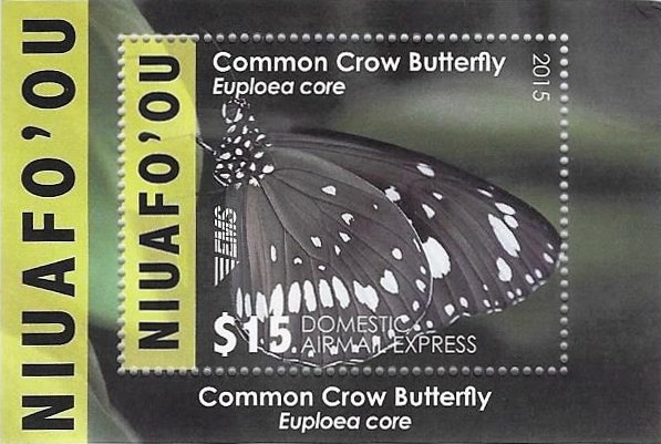 Common Crow Butterfly (Euploea core)
